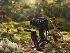 Grzyb, Aparat fotograficzny, Pręgowiec, Chipmunk