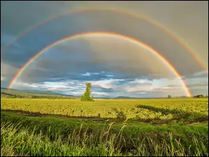 Tęcza nad polami