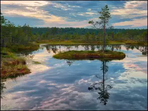 Viru raba, Wysepka, Torfowisko, Park Narodowy Lahemaa, Drzewo, Bagna, Estonia, Lasy