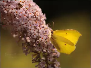 Cytrynek na kwiatku