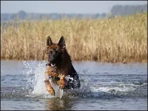 Owczarek niemiecki w wodzie