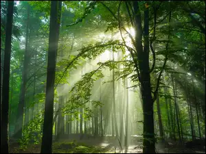 Przebijające światło, Rozświetlony, Las, Drzewa