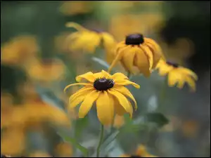 Owad, Rudbekie, Żółte, Kwiaty