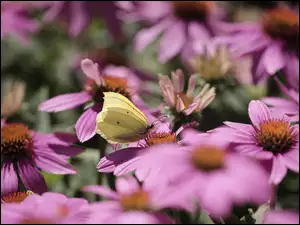Motyl cytrynek na jeżówce