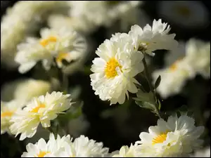 Astry, Białe, Kwiaty