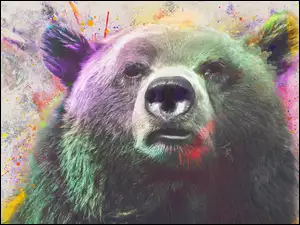 Niedźwiedź brunatny, Grafika