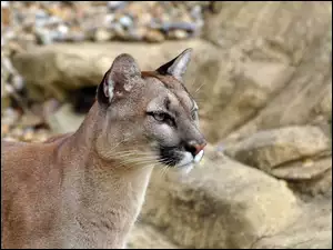 Skała, Puma kostarykańska