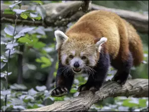 Pandka ruda