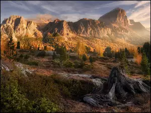 Góry, Dolomity, Włochy, Przełęcz Falzarego Pass, Korzeń, Drzewa, Jesień