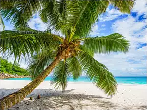 Palma, Chmury, Plaża, Seszele, Morze