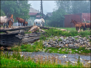 Kamienie, Konie, Rzeka, Domy, Mostek, Trawa