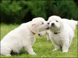 Szczeniaczki golden retriever na trawie