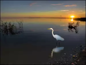 Czapla, Jezioro, Zachód Słońca, Ptak