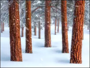 Sosny, Zima, Las, Śnieg