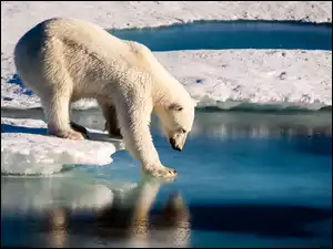 Biały niedźwiedź polarny