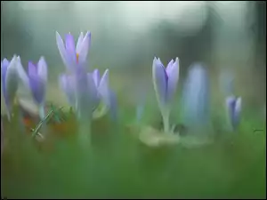 Kwiaty, Zbliżenie, Liliowe, Krokusy