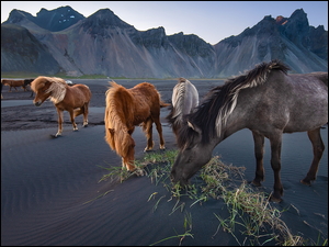 Góra Vestrahorn, Góry, Piasek, Konie, Ciemny, Islandia, Plaża Stokksnes