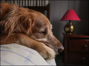 Golden retriever, Leżący, Pies, Łóżko