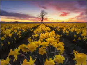 Żonkile zakwitły w Dolinie Skagit Valley w Stanach Zjednoczonych