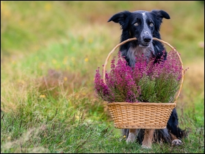 Wrzosy, Pies, Border collie, Koszyk