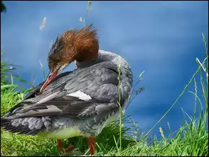 Nurogęś nad wodą