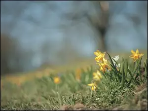 Trawa, Narcyzy żonkile, Żółte, Kwiaty