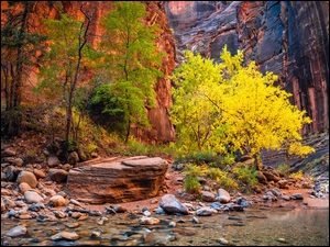 Roślinność, Stan Utah, Rzeka Virgin River, Drzewa, Kamienie, Park Narodowy Zion, Kanion Zion Narrows, Stany Zjednoczone, Skały