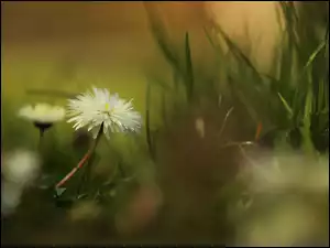 Kwiat, Trawa, Biały, Stokrotka, Zbliżenie