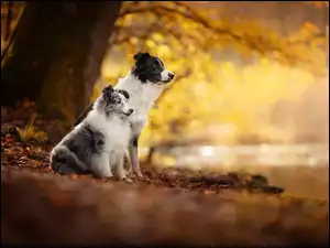 Owczarek szetlandzki, Dwa, Psy, Border collie