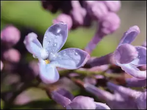 Lilak, Krople, Bez, Kwitnący, Zbliżenie