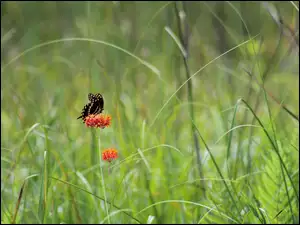 Trawa, Czarny, Motyl, Kwiat