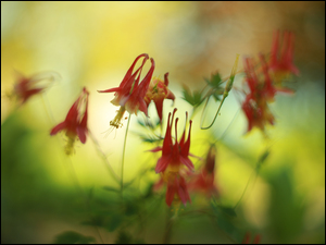 Little Lanterns, Czerwone, Kwiaty, Orliki kanadyjskie