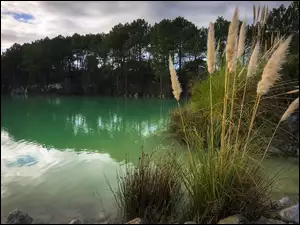 Drzewa, Trawa, Kępy, Jezioro