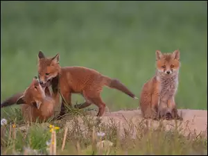 Lisy, Trzy, Małe, Liski