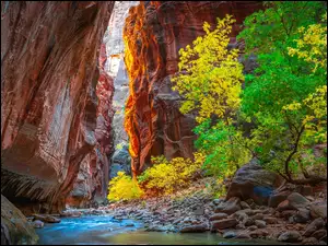 Rozświetlone drzewa nad rzeką w Zion Canyon