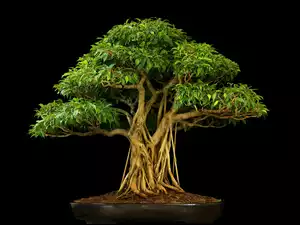 Czarne tło, Drzewko, Bonsai