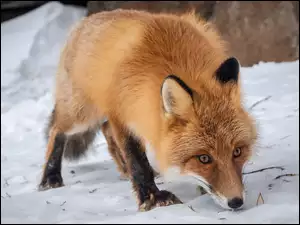 Śnieg, Wąchający, Rudy, Lis