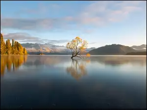 Jesienne drzewo w jeziorze Wanaka