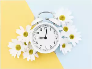Białe, Kwiaty, Budzik, Tło, Stokrotki, Żółto-niebieskie