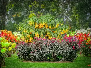 Brugmansia i dalie w ogrodzie