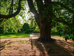 Kasztanowiec, Drzewo, Ławka, Promienie słońca, Park, Alejka