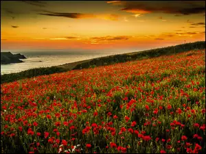 West Pentire, Morze, Kwiaty, Kornwalia, Zachód słońca, Maki, Anglia, Łąka