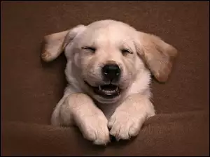Sen, Pies, Szczeniak, Labrador retriever