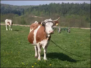 Łąka, Krowa, Łańcuch