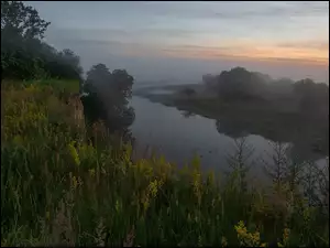 Drzewa, Mgła, Skarpa, Rzeka, Trawa