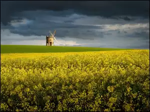 Młyn na polu obok kwitnącego rzepaku