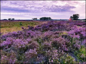 Wrzosowisko w rezerwacie przyrody Kalmthout Heath w belgii