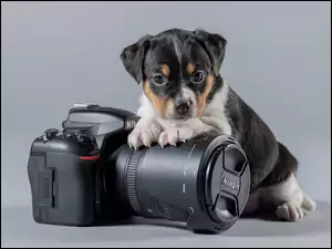 Aparat fotograficzny, Pies, Szczeniak