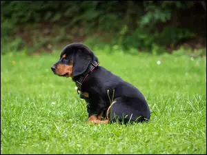 Łąka, Bokeh, Rottweiler, Szczeniak, Trawa