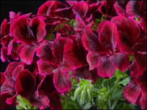 Pelargonia, Bordowe, Kwiaty